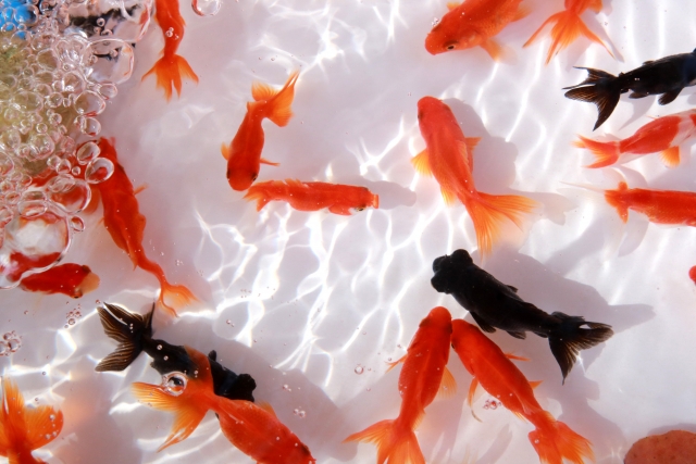 わくわくサイエンス教室 「金魚すくい」